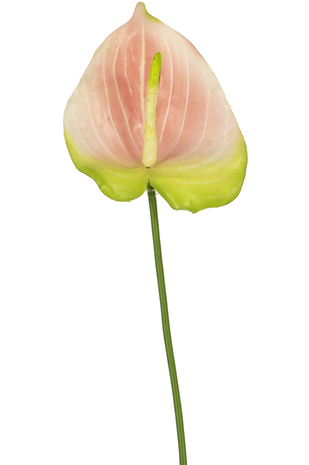 Greenmoods Kunstig Anthurium Rosa 65cm