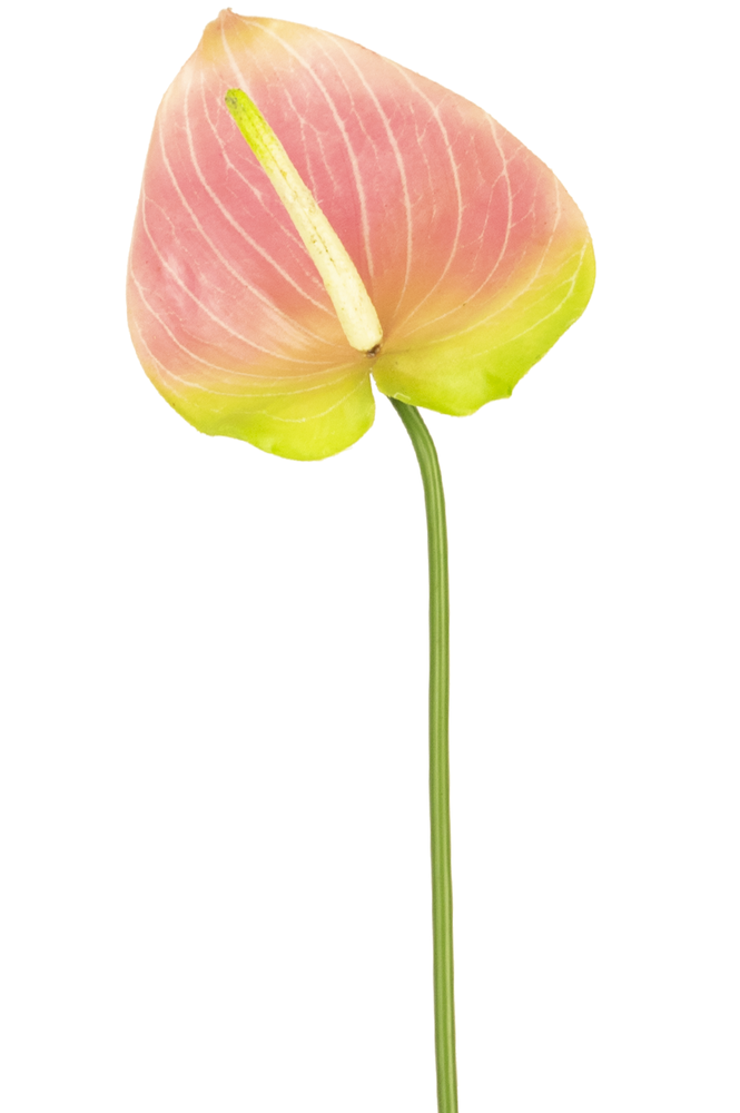 Greenmoods Kunstig Anthurium Rosa/Grønn 65cm