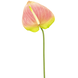 Greenmoods Kunstig Anthurium Rosa/Grønn 65cm