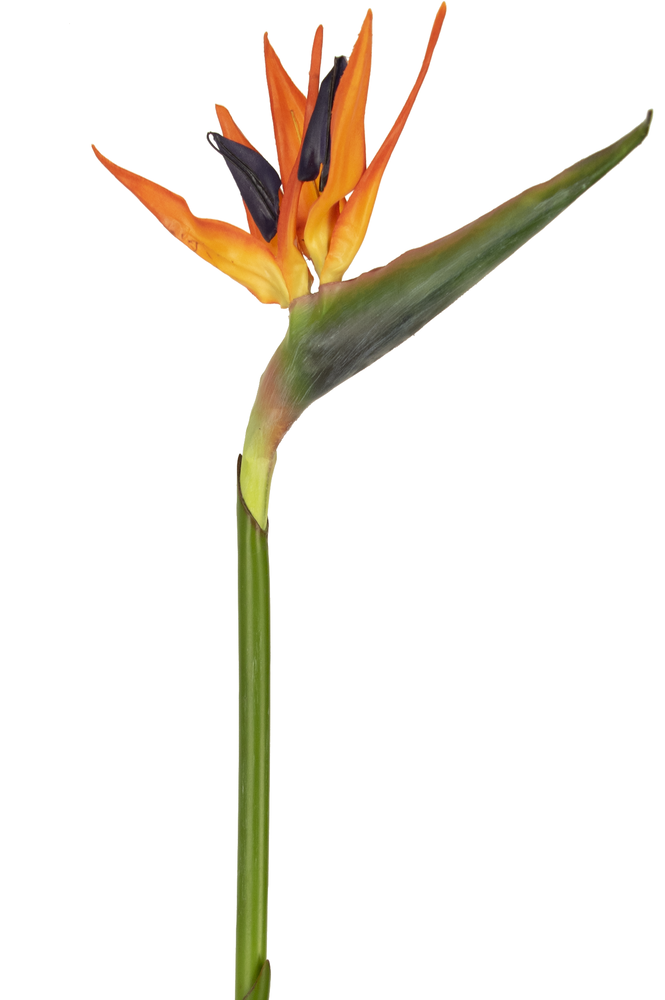 Greenmoods Kunstig Strelitzia Blomst Rød/Lilla 80cm