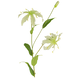 Greenmoods Kunstig Gloriosa Stilk Hvit 81cm