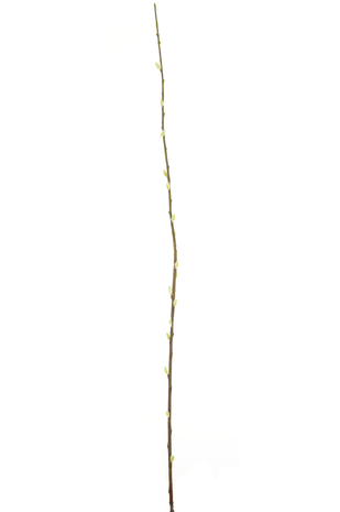 Greenmoods Kunstig Gåsunge Salix Gren 150cm