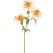 Greenmoods Kunstig Scabiosa Stilk Fersken 70cm