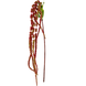 Greenmoods Kunstig blomst Amaranthus 122 cm vinrød