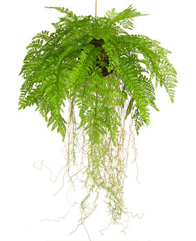 Greenmoods Kunstig Hengende Bregne Rot D35cm Greenmoods Kunstig Hengende Bregne Rot D35cm