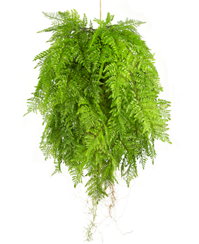 Greenmoods Kunstig Hengende Bregne Rot D80cm Greenmoods Kunstig Hengende Bregne Rot D80cm