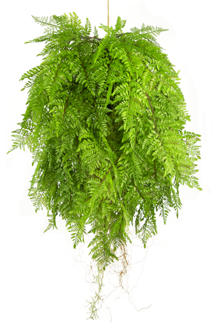 Greenmoods Kunstig Hengende Bregne Rot D80cm