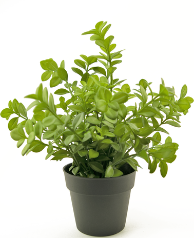 Greenmoods Kunstig plante Eucalyptus 27 cm
