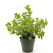 Greenmoods Kunstig plante Eucalyptus 27 cm