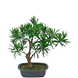 Greenmoods Kunstig Bonsai Podocarpus 30cm