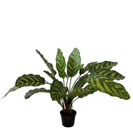 Greenmoods Kunstig  Calathea Makoyana 45cm