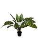 Greenmoods Kunstig  Calathea Makoyana 45cm
