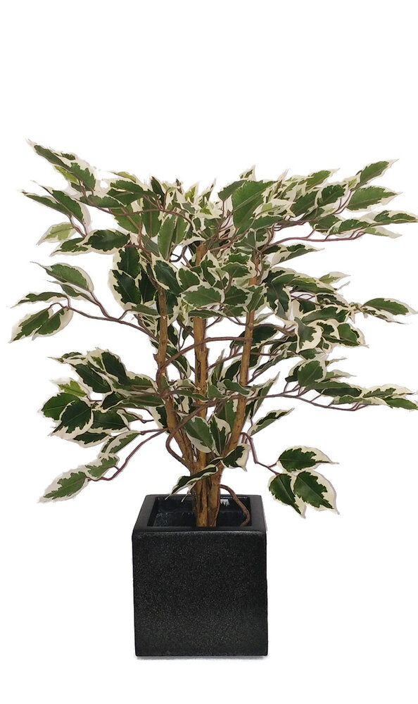 Greenmoods Kunstig Fat Fikus Grønnhvit 90cm