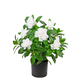 Greenmoods Kunstig plante Gardenia Hvit 39cm