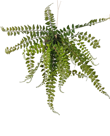 Greenmoods Kunstig Hengende Bregne på ball 45cm