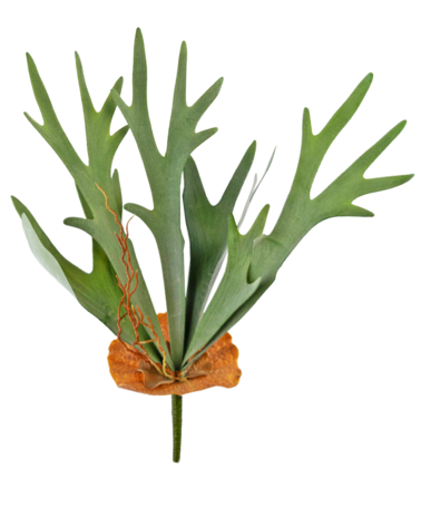 Greenmoods Kunstig plante Staghorn 53cm