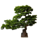 Greenmoods Kunstige Bonsai Furu 92cm UV