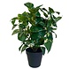 Greenmoods Kunstig Gullranke i Potte 40cm