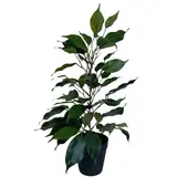 Greenmoods Kunstig Fikus i Potte 40cm Greenmoods Kunstig Fikus i Potte 40cm