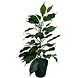Greenmoods Kunstig Fikus i Potte 40cm