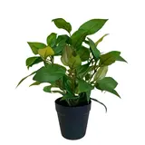 Greenmoods Kunstig "Husvandrer" i Potte 35cm Greenmoods Kunstig "Husvandrer" i Potte 35cm