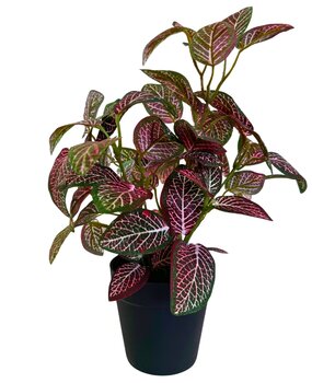 Greenmoods Kunstig Fittonia Rød i Potte 35cm Greenmoods Kunstig Fittonia Rød i Potte 35cm