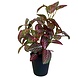 Greenmoods Kunstig Fittonia Rød i Potte 35cm