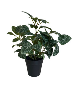Greenmoods Kunstig Fittonia Grønnhvit i Potte 35cm Greenmoods Kunstig Fittonia Grønnhvit i Potte 35cm