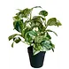 Greenmoods Kunstig Gullranke i Potte 35cm