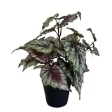 Greenmoods Kunstig Begonia i Potte 35cm Greenmoods Kunstig Begonia i Potte 35cm