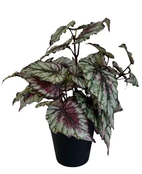 Greenmoods Kunstig Begonia i Potte 35cm Greenmoods Kunstig Begonia i Potte 35cm