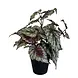 Greenmoods Kunstig Begonia i Potte 35cm