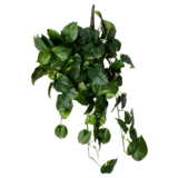 Greenmoods Kunstige Hengende Gullranke Deluxe 80cm Greenmoods Kunstige Hengende Gullranke Deluxe 80cm