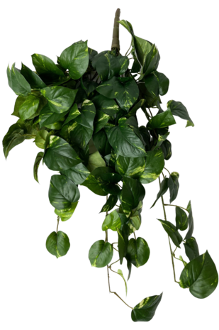 Greenmoods Kunstige Hengende Gullranke Deluxe 80cm