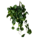Greenmoods Kunstige Hengende Gullranke Deluxe 80cm