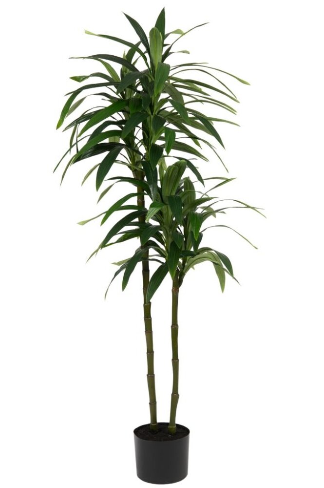 Greenmoods Kunstig Dracaena Tre 180cm