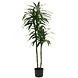 Greenmoods Kunstig Dracaena Tre 180cm