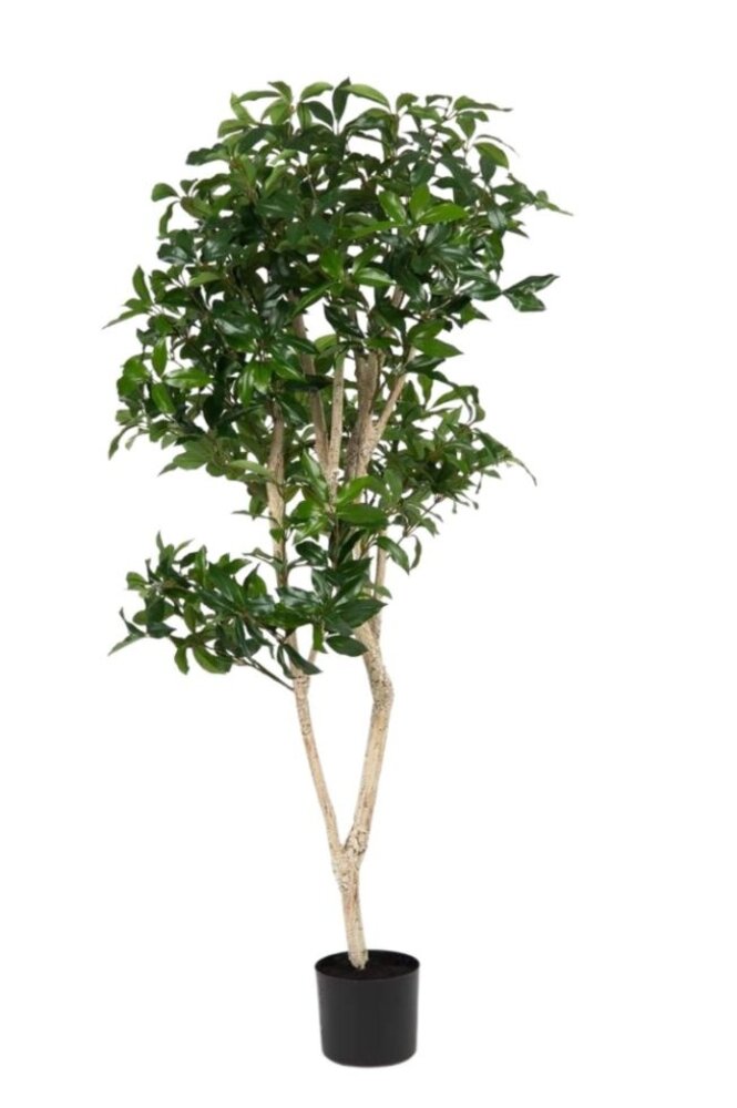 Greenmoods Kunstig Shikibi Laurbær Tre 150cm