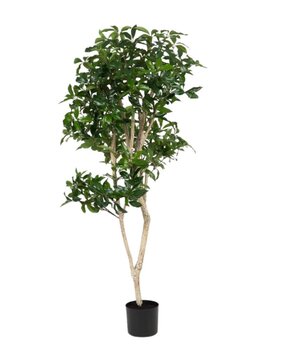 Greenmoods Kunstig Shikibi Laurbær Tre 150cm Greenmoods Kunstig Shikibi Laurbær Tre 150cm