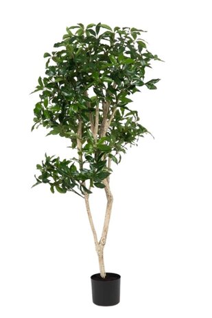 Greenmoods Kunstig Shikibi Laurbær Tre 150cm