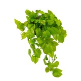 Greenmoods Kunstig Pothos Busk Deluxe 90cm Greenmoods Kunstig Pothos Busk Deluxe 90cm