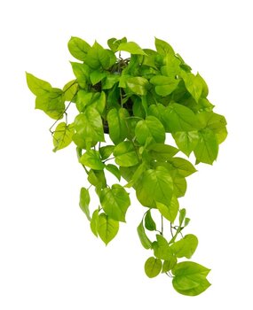 Greenmoods Kunstig Pothos Busk Deluxe 90cm Greenmoods Kunstig Pothos Busk Deluxe 90cm
