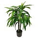 Greenmoods Kunstig Dracaena Plante 100cm