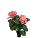 Greenmoods Kunstig Hortensia Rosa UV 35cm