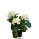 Greenmoods Kunstig Hortensia Hvit UV 35cm