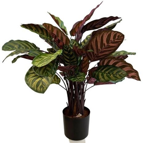 Greenmoods Kunstig Calathea Makoyana Burgunder75cm