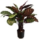 Greenmoods Kunstig Calathea Makoyana Burgunder75cm