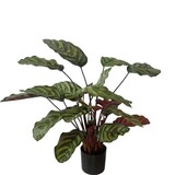 Greenmoods Kunstig Calathea Makoyana Burgunder 60cm Greenmoods Kunstig Calathea Makoyana Burgunder 60cm