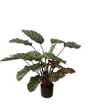 Greenmoods Kunstig Calathea Makoyana Burgunder 60cm Greenmoods Kunstig Calathea Makoyana Burgunder 60cm