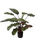 Greenmoods Kunstig Calathea Makoyana Burgunder 60cm